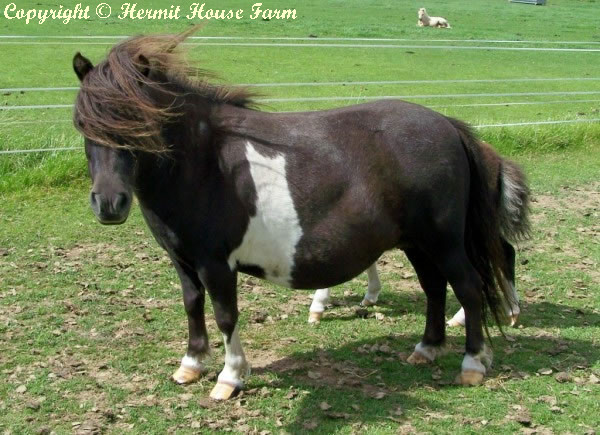 north wells fair lady